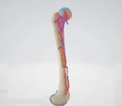 High-Resolution 3D Cross-Section Model of Femur Bone – With Arteries, Veins, Bone Marrow & Cartilage