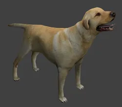 Labrador Dog Low-poly 3D model