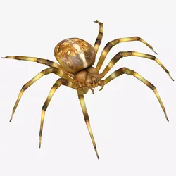 Orb Weaver Spider Low-poly 3D model