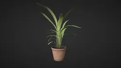 Palm Plant