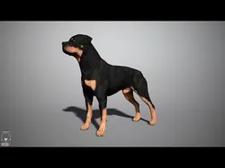 Rottweiler Real-Time Low-poly 3D model