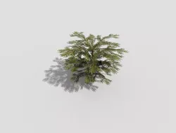 Shrub pine tree Low-poly 3D model