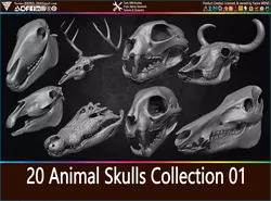 20 Animal Skulls Collection 01 Low-poly 3D model