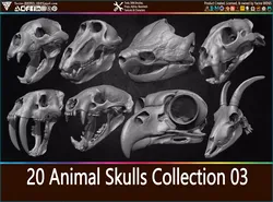 20 Animal Skulls Collection 03 Low-poly 3D model
