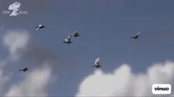 Background Birds Pigeon Flock Updated V5 -Animated - Low Poly Low-poly 3D model