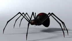 Black Spider Rigged Low-poly 3D model