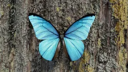 Blue Morpho Butterfly Low-poly 3D model