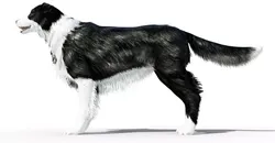 Border Collie Dog Fur And Rigged Low-poly 3D model