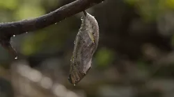 Butterfly cocoon Low-poly 3D model