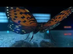 Butterfly Low-poly 3D model