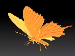 butterfly orange 3D print model