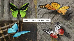 Butterfly Realistic  3D Model Pack