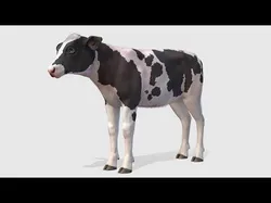 Calf realistic Low-poly 3D model