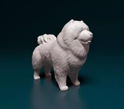 Chow-chow dog 3D print model