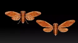 cicada new 3D print model