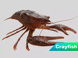 Crayfish Low-poly 3D model