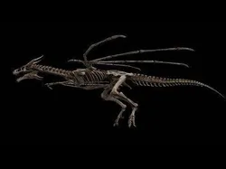 Dragon Wyvern Skeleton Low-poly 3D model