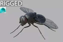 Fly insect 3D model