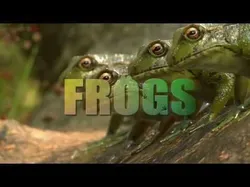 Frogs frog Low-poly 3D model