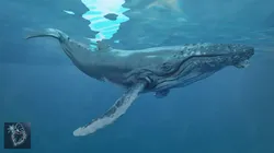 Humbpack Whale Animated Low-poly 3D model