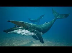 Humpback Whale Low-poly 3D model