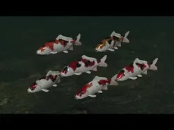 Koi fish Low-poly 3D model