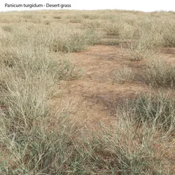 Panicum turgidum - Desert grass - 02 3D model