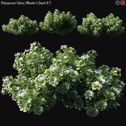 Pittosporum Tobira 3D model
