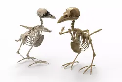 Raven skeleton 3D model