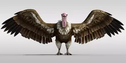 Realistic Vulture Bird Rigged 3D model