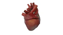 Rigged and Animated Low Poly Human Heart Low-poly 3D model