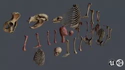 Skull and Bones Low-poly 3D model