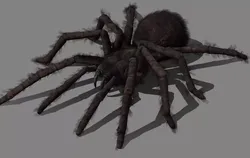 Spider - Tarantula with animations Low-poly 3D model