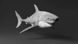 The Coral And Creatures Collection 3D model
