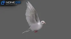 White Dove Animated 3D model