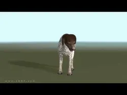 3DRT - German shorthaired pointer Low-poly 3D model
