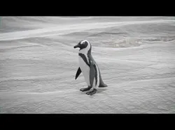 African penguin Low-poly 3D model