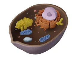 Animal Cell Low-poly 3D model