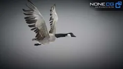 Animated Canada Goose 3D model