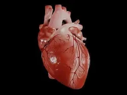 Animated human heart Low-poly 3D model