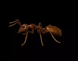 Ant  different poses 3D print model