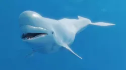 Beluga Whale Low-poly 3D model