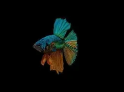 betta splendens Low-poly 3D model