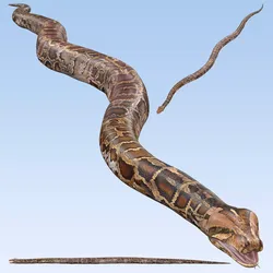 Burmese Python Snake 3D model