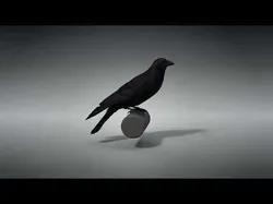 Carrion Crow Animated VFX Grace 3D model