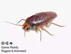 Cockroach Low-poly 3D model