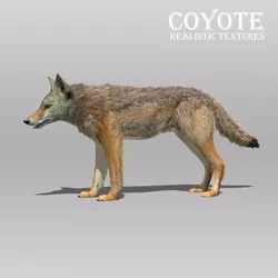 Coyote Animated Low-poly 3D model