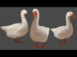Duck Rigged Animated 3 Low-poly 3D model