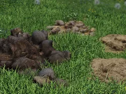 Farm animal manure set Low-poly 3D model