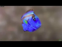 Fish Paracanthurus hepatus Low-poly 3D model